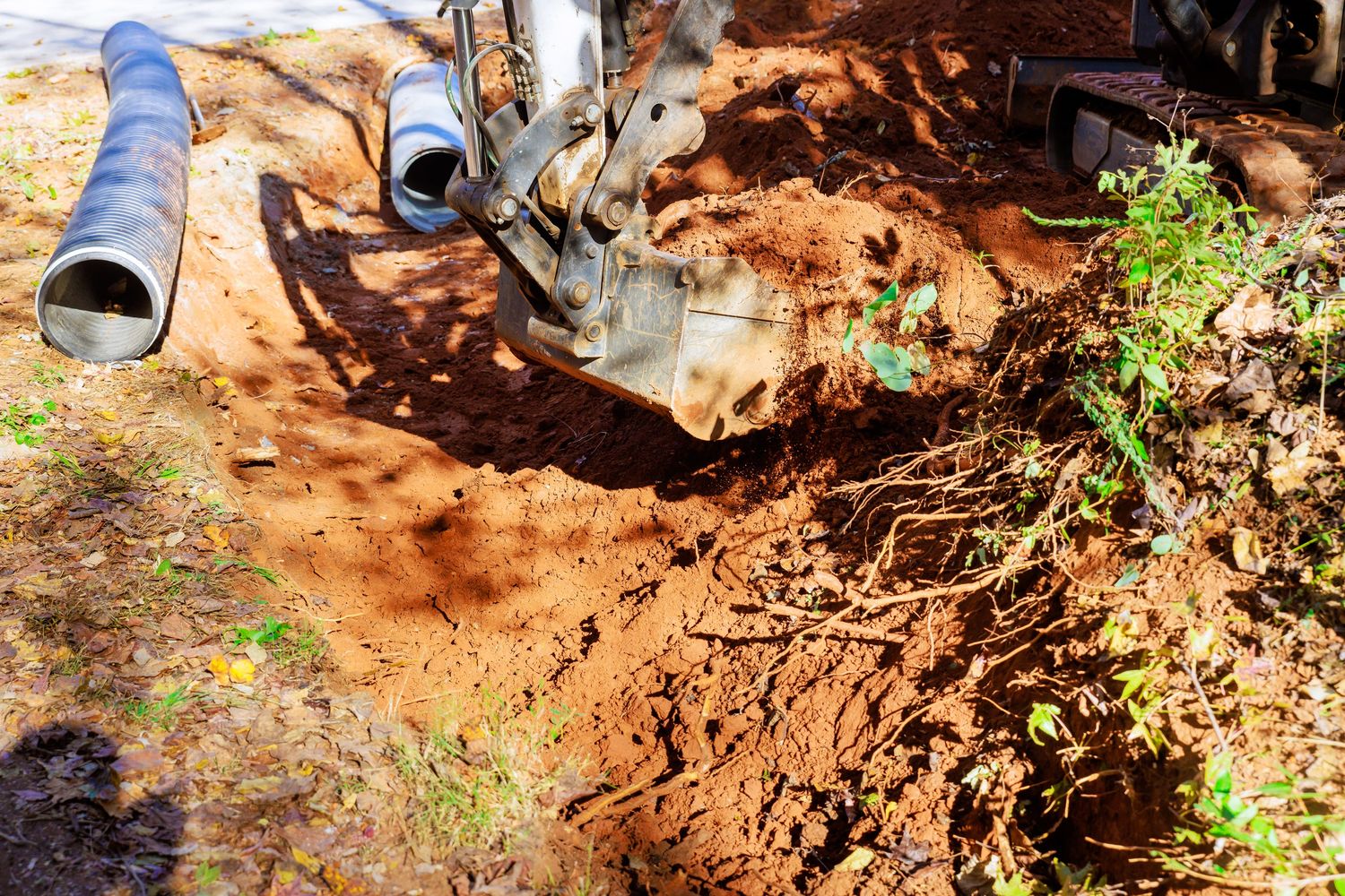 The Impact of Tree Roots on Outdoor Drains